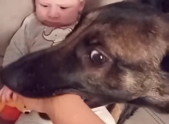 J2404011 The dog makes the baby feel safe. (Part 2)