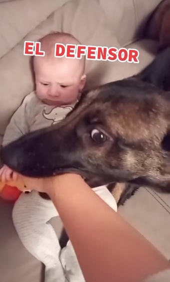 J2404011 The dog makes the baby feel safe. (Part 2)