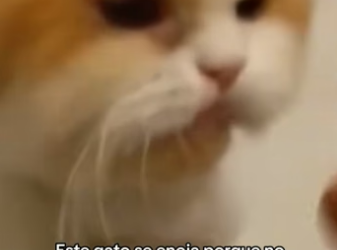 O2404004 Los animales merecen ser amados (Part 2)