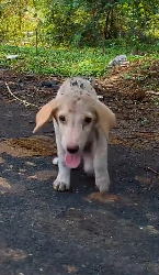 D0704004 Paralyzed. Alone. On the side of the road.