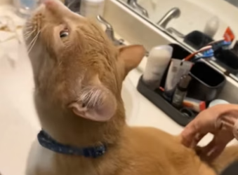 O2404005 Los animales son divertidos (Part 2)