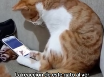 O2404006 Los animales merecen ser amados (Part 2)