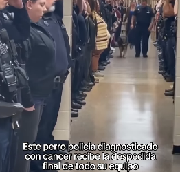 O2604001 Los animales merecen ser amados (Part 2)