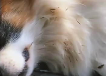 U2404006 A family of stray dogs abandoned on the roadside (Part 2)