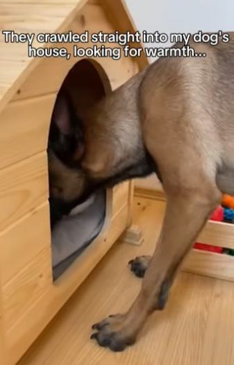 V2204006 One snowy night, three intruders suddenly stepped into my house… (Part 2)