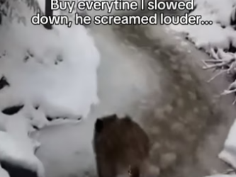 V2404006 This boar stopped me in this road and then…  (Part 2)