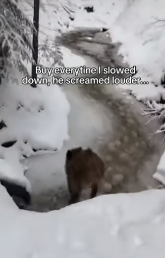 V2404006 This boar stopped me in this road and then…  (Part 2)