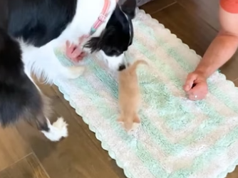 H2604009 Dog Who Was Scared Of Kittens Becomes Proudest Foster Mom (Part 2)