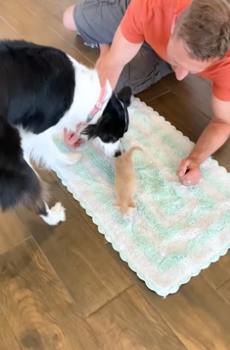 H2604009 Dog Who Was Scared Of Kittens Becomes Proudest Foster Mom (Part 2)