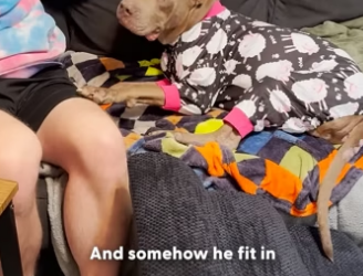 H0105003 Pittie Tied Up For Thirteen Years Still Has So Much Love to Give (Part 2)