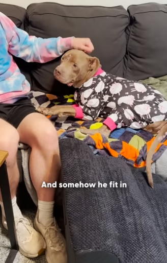 H0105003 Pittie Tied Up For Thirteen Years Still Has So Much Love to Give (Part 2)