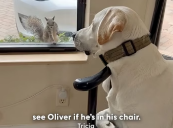H0105004 Wild Squirrel Visits Dog Every Day For Five Years (Part 2)
