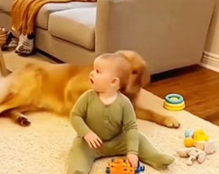 J2804009 Dogs protect babies (Part 2)
