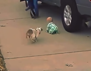 J2804011 Dog protect baby (Part 2)