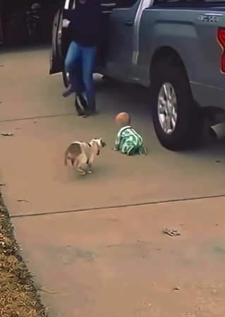 J2804011 Dog protect baby (Part 2)