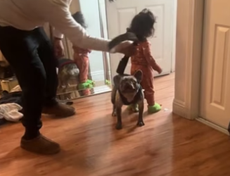 J0105005 Dogs are the best protectors of children (Part 2)