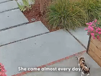 H0105002 Stray Cat Visits Woman’s New House Every Day — Until She’s Family (Part 2)