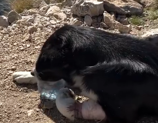 H0105006 Rescuing An Injured Dog Leads To The Family They Didn’t Expect (Part 2)