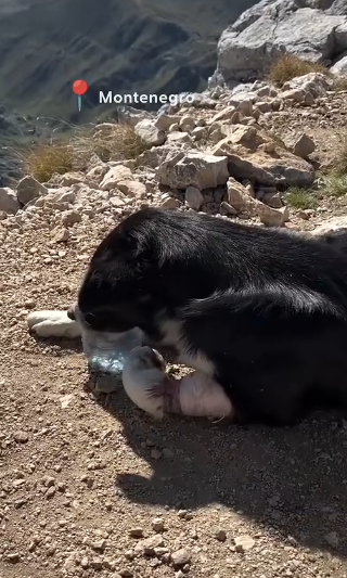 H0105006 Rescuing An Injured Dog Leads To The Family They Didn’t Expect (Part 2)