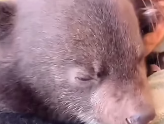 E0205010 The man saved a baby bear that had lost its mother and nurtured it with love (Part 2)