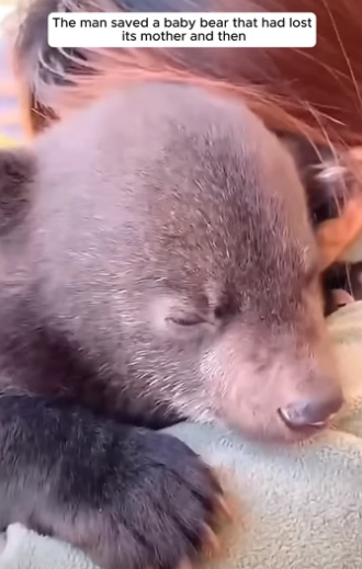 E0205010 The man saved a baby bear that had lost its mother and nurtured it with love (Part 2)