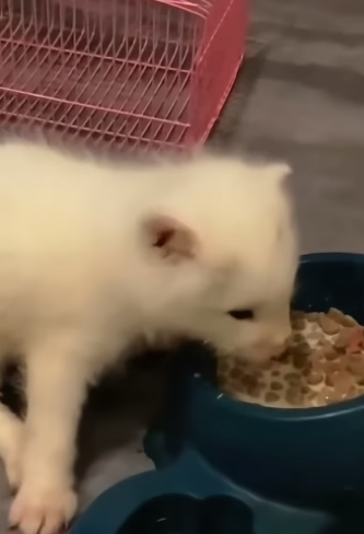 E0205011 This man rescued an abandoned puppy and raised it into a beautiful dog (Part 2)