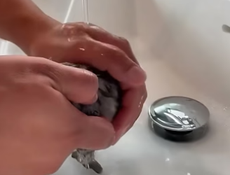 E0205012 This family rescued a orphaned baby lynx and raised it in their loving home (Part 2)