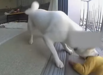 J0105006 The best of dogs saving their owners (Part 2)