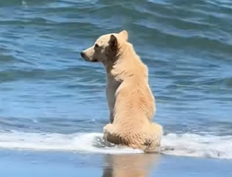 O0105004 Los animales merecen el mundo entero (Part 2)