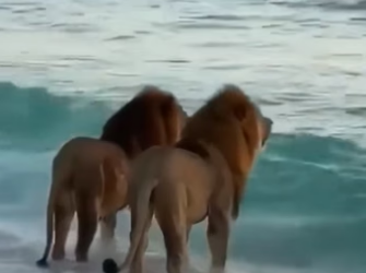 O0205001 Los animales son tan puros (Part 2)