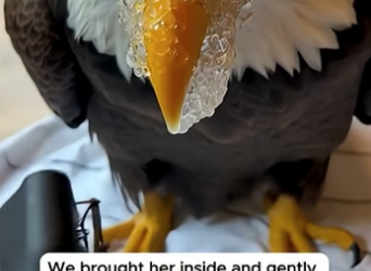 S0105010 He Saved The Eagle With The Frozen Beak (Part 2)