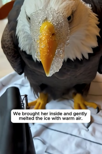 S0105010 He Saved The Eagle With The Frozen Beak (Part 2)
