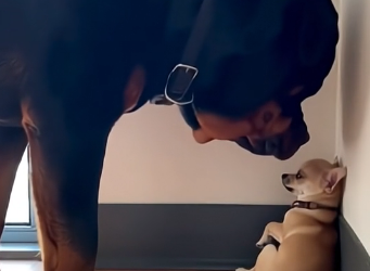 S0205001 The Tiny Dog and His Giant Best Friend (Part 2)