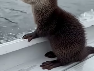 S0205003 He Raised the Baby Otter Then He Returned With Babies (Part 2)
