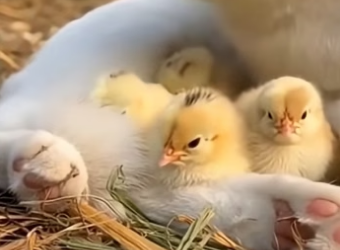 S0205005 The Cat and The Hen Decided to Share Their Babies (Part 2)