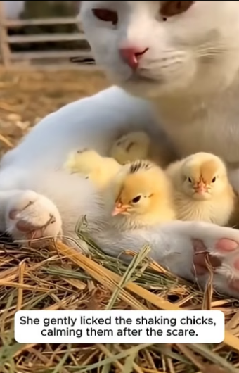 S0205005 The Cat and The Hen Decided to Share Their Babies (Part 2)