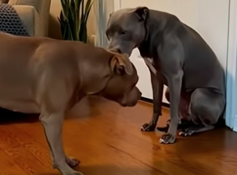 S0205007 She Adopted a Scared Pitbull And Her Dog Fell in Love (Part 2)