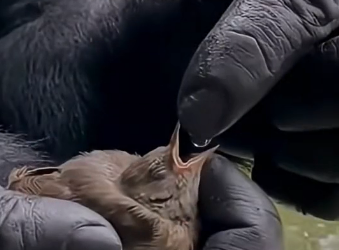 S0205009 A Bird Fell Into the Gorilla Enclosure (Part 2)