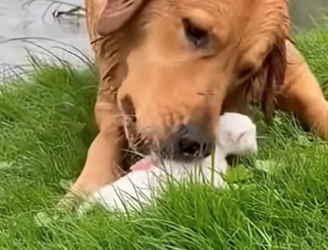 S0205012 Dog Swam Back With a Tiny Kitten in His Mouth (Part 2)