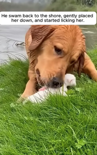 S0205012 Dog Swam Back With a Tiny Kitten in His Mouth (Part 2)