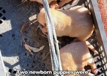 M2804003 Two newborn dogs were abandoned in the land of ice and snow. (Part 2)
