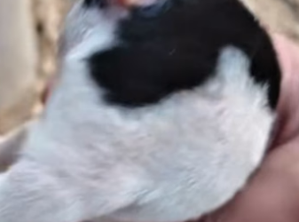 L0205002Poor dog videos (Part 2)