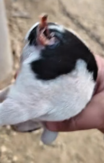 L0205002Poor dog videos (Part 2)