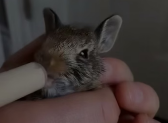 E0505001 This family adopted a lost baby rabbit, and then this happened (Part 2)
