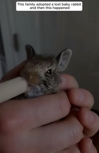 E0505001 This family adopted a lost baby rabbit, and then this happened (Part 2)