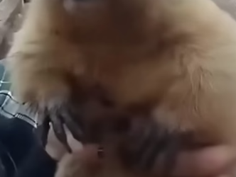 E0505004 This man rescued a marmot from a trash can and brought it to a loving home (Part 2)