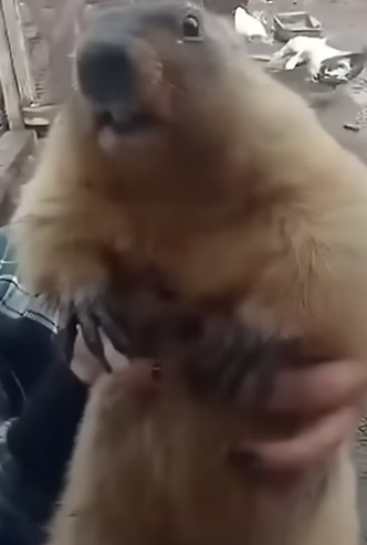 E0505004 This man rescued a marmot from a trash can and brought it to a loving home (Part 2)