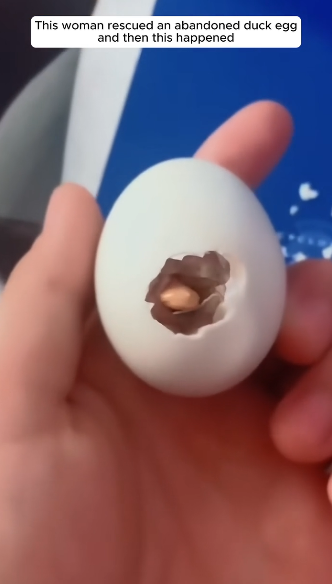 E0505005 This woman rescued an abandoned duck egg, and then this happened (Part 2)