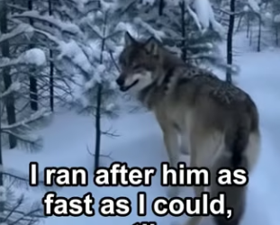 Q0505001 This wolf needed my help (Part 2)
