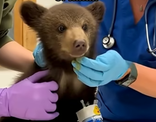 Q0505002 We rescued this bear cub (Part 2)